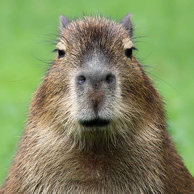 Capivara
